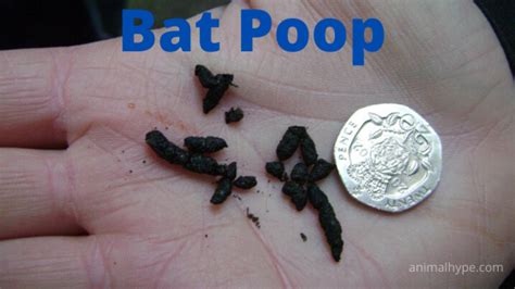 what is bat feces called